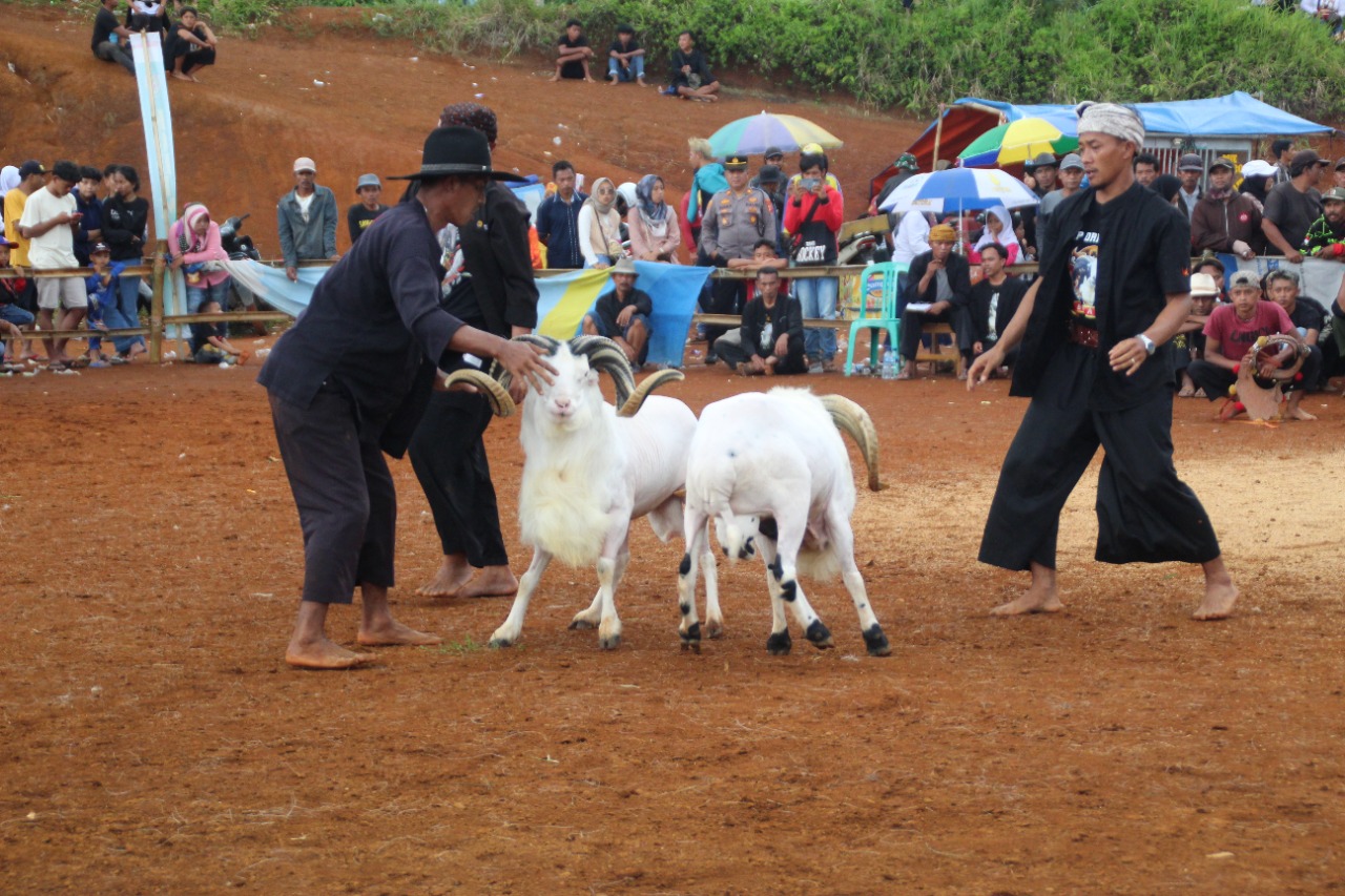 Hut Tni Ke Kodim Ciamis Gelar Lomba Ketangkasan Domba