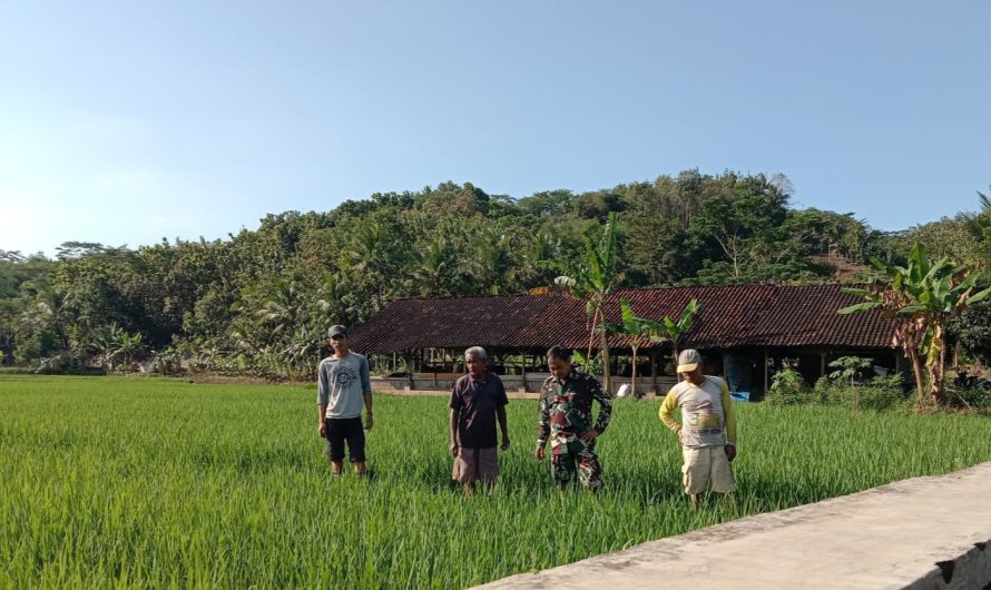 Pupuk Bios 44, Upaya TNI Mendukung Pemerintah Dalam Ketahanan Pangan
