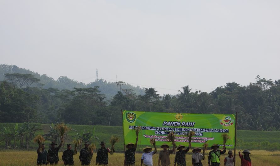 Dusun Pangarengan Dijadikan Sasaran Panen Padi Kodim 0613 Ciamis
