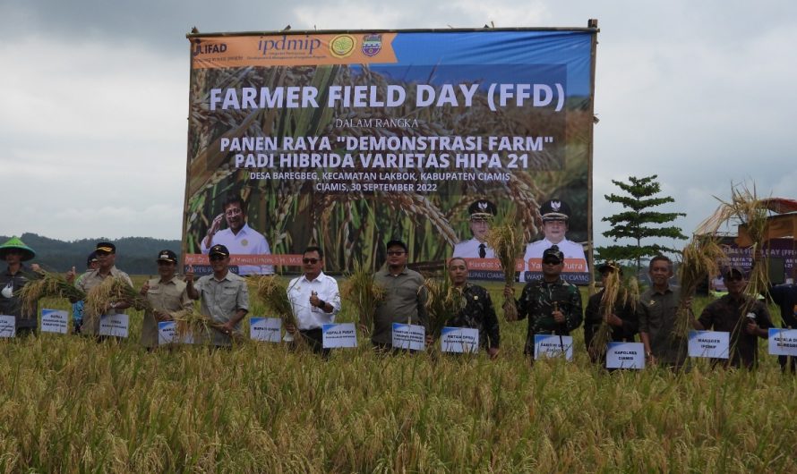Dandim Bersama Bupati Ciamis Panen Raya Padi Hibrida Varietas Hipa 2021 diLakbok