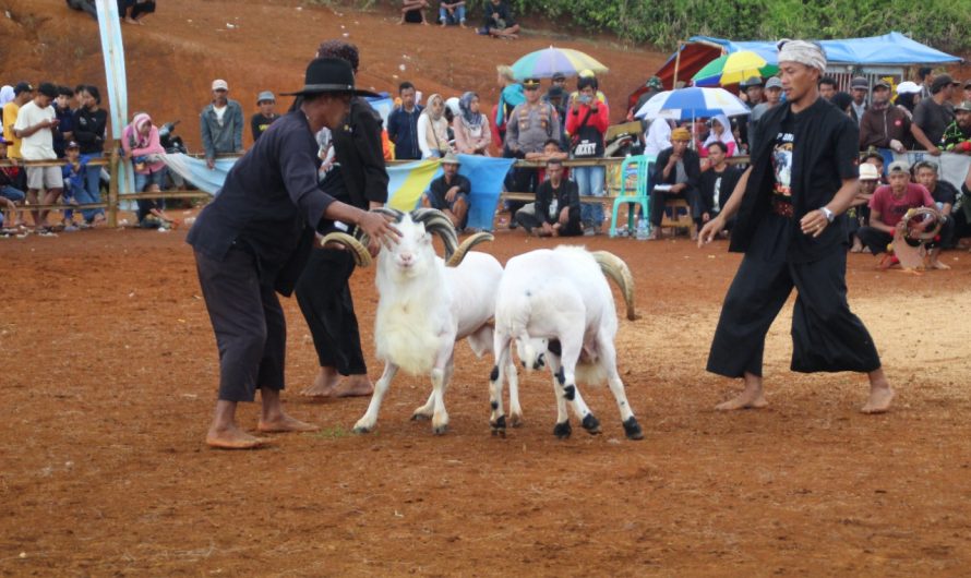 Hut TNI ke – 77, Kodim 0613/Ciamis Gelar lomba Ketangkasan Domba