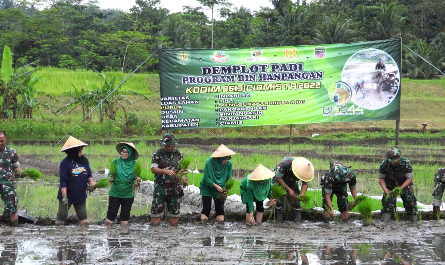 Dandim Bersama Ketua Persit Kartika Chandra Kirana Cab XXIV Kodim 0613 Ciamis Tanam padi dilahan Demplot Han Pangan Bios 44
