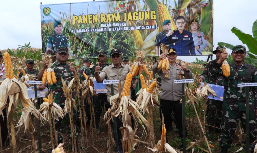 Perkuat Ketahanan Pangan, Kodim 0613/Ciamis bersama Forkopimda Panen Raya Jagung