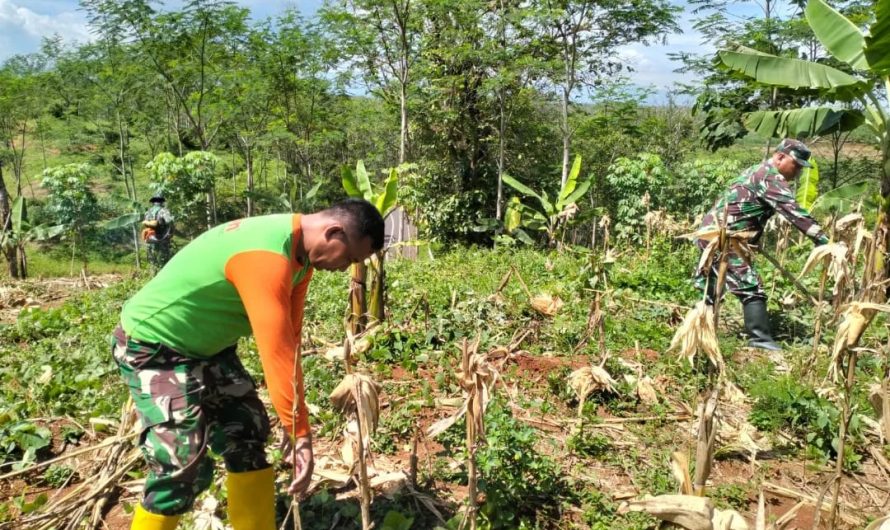 Tingkatkan Ketahanan Pangan Koramil 1312 Cisaga Buka Lahan Jagung