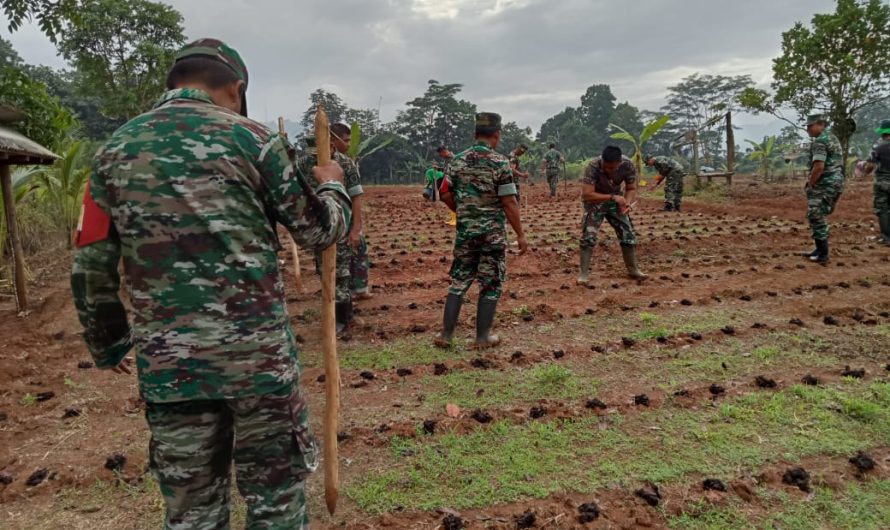 Wujudkan Ketahanan Pangan Koramil 1313 Banjar Tanam Jagung