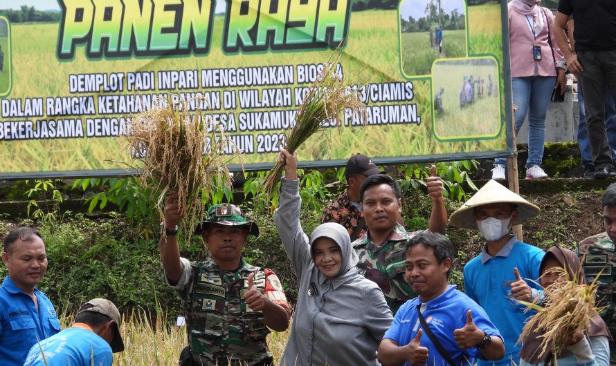 Dukung Ketahanan Pangan Kodim 0613 Ciamis Panen Raya Padi