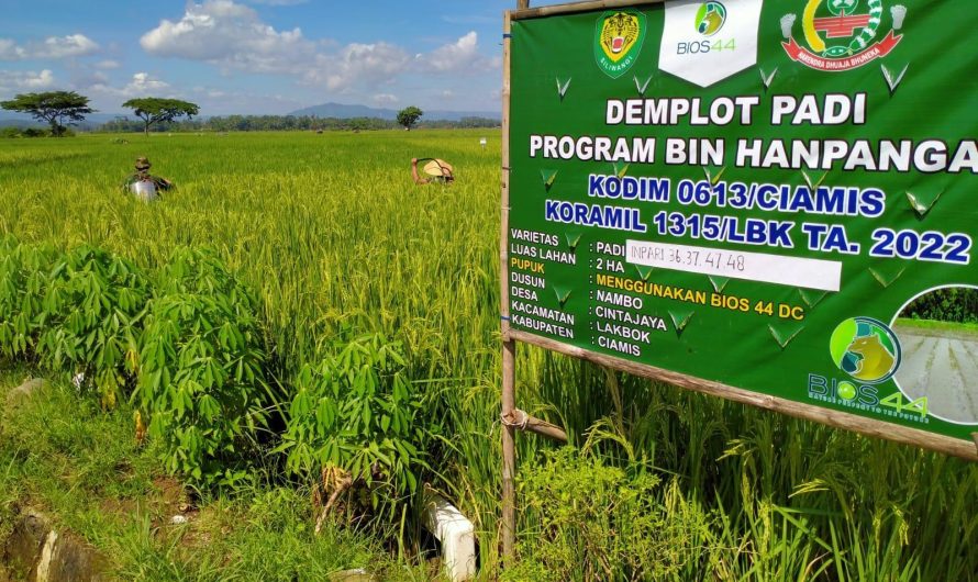 Sukseskan Ketahanan Pangan Nasional Koramil Lakbok lakukan penyemprotan Padi