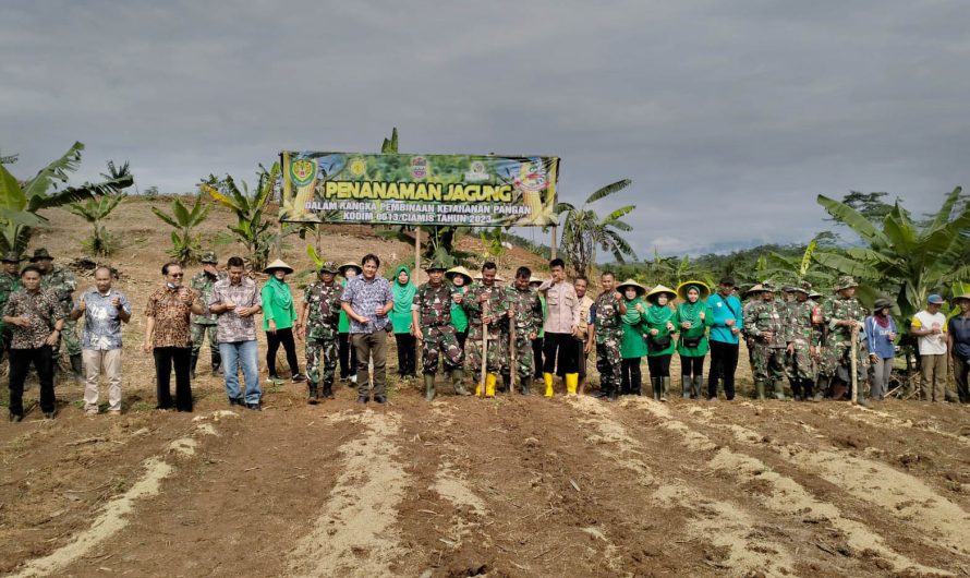 Kepala Staf Kodim 0613 Ciamis Pimpin Penanaman jagung Tahap II