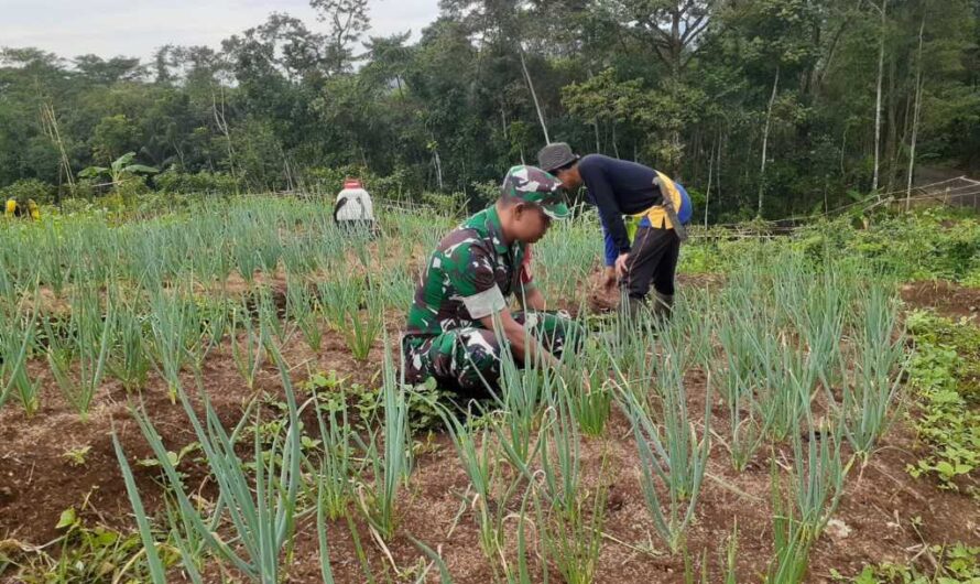 Babinsa Sukamju Bantu Petani Rawat Tanaman Sayur Bawang Daun