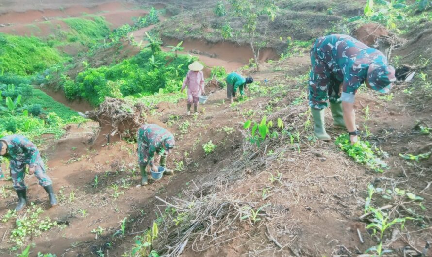 Pemupukan lanjutan di Lahan Demplot Jagung Ketahanan Pangan Koramil 1312/Cisaga