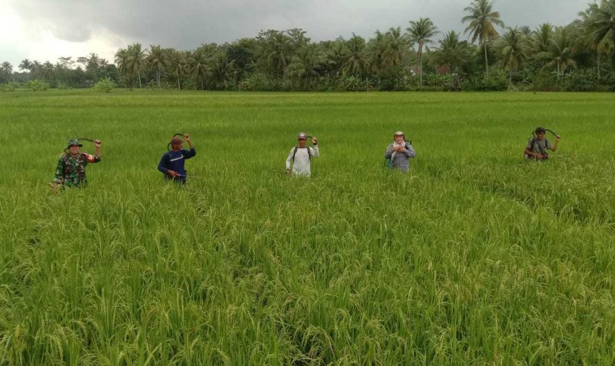 Babinsa Bersama Petani Lakukan Penyemprotan Hama Wereng