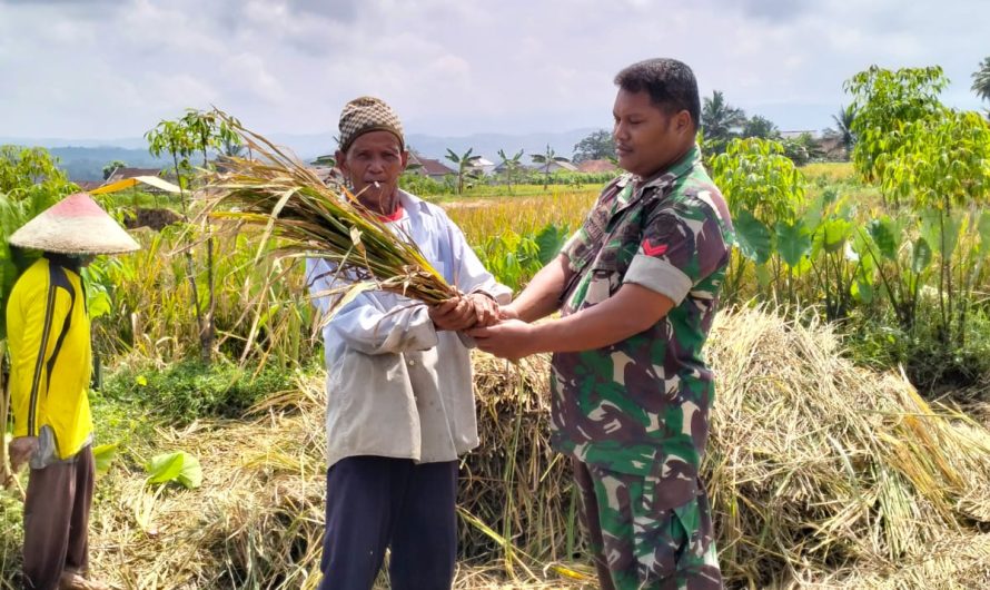 Babinsa Koramil 1304/Panumbangan Bantu Petani Panen Padi Di Wilayah Desa Binaan