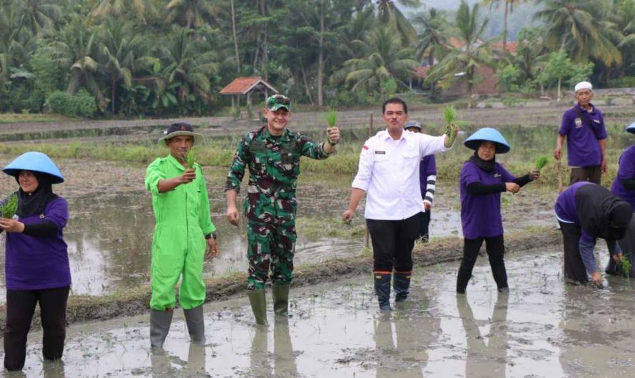 Dandim 0613/Ciamis dampingi Dirjen tanaman pangan kementerian pertanian RI Dr Ir.Suwandi,dalam rangka panen padi dan gerakan tanam padi