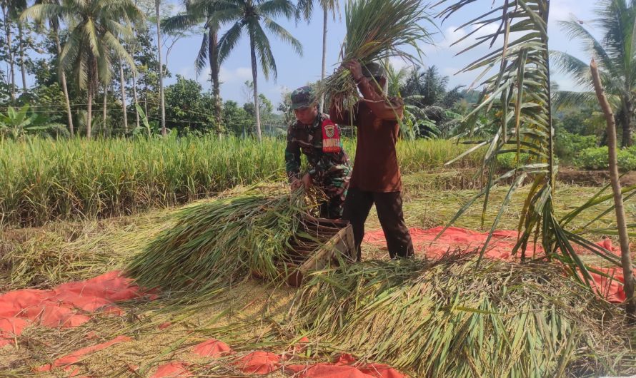 Babinsa Koramil 1313/Banjar Bantu Petani Panen Padi Di Wilayah Desa Binaan