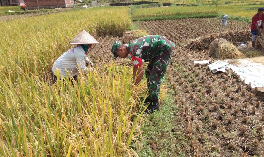 Ketahanan Pangan, Babinsa Komsos Dan Dampingi Petani Panen Padi