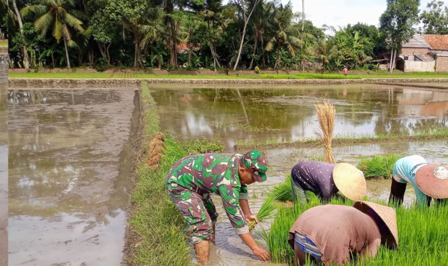 Wujud Kemanunggalan TNI-Rakyat, Babinsa Karyamukti Bantu Petani Tanam Padi