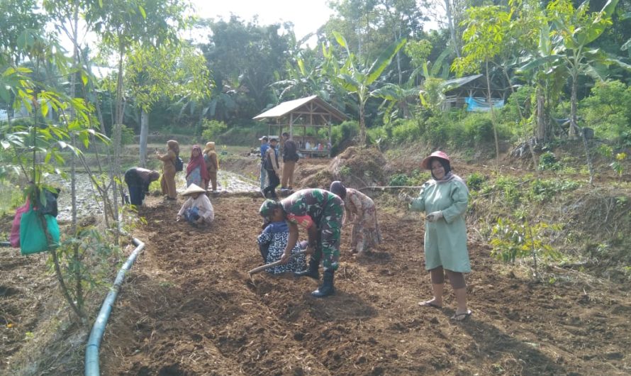 Dampingi Petani, Babinsa Kodim Ciamis  Bantu Tanam Jagung