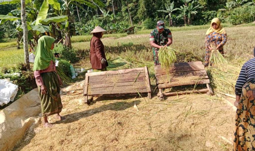 Wujud nyata kepedulian TNI kepada Petani,Babinsa Nagarawangi Turun langsung Bantu Merontokan Padi