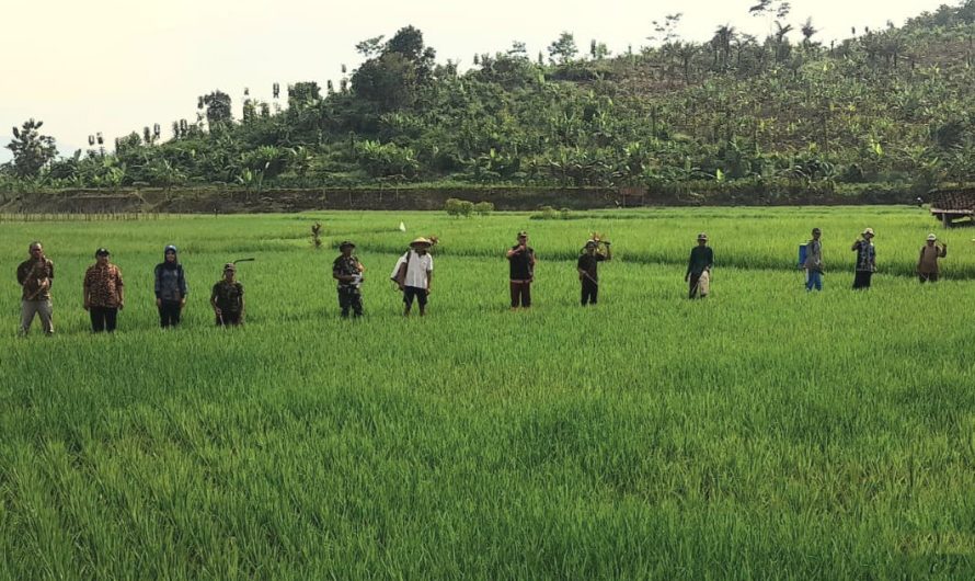Babinsa Purwaharja Bantu Petani Lakukan Penyemprotan Hama Padi