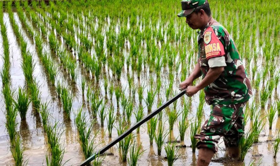 Babinsa Koramil 1304 Pnb Bantu Warga Perawatan Padi