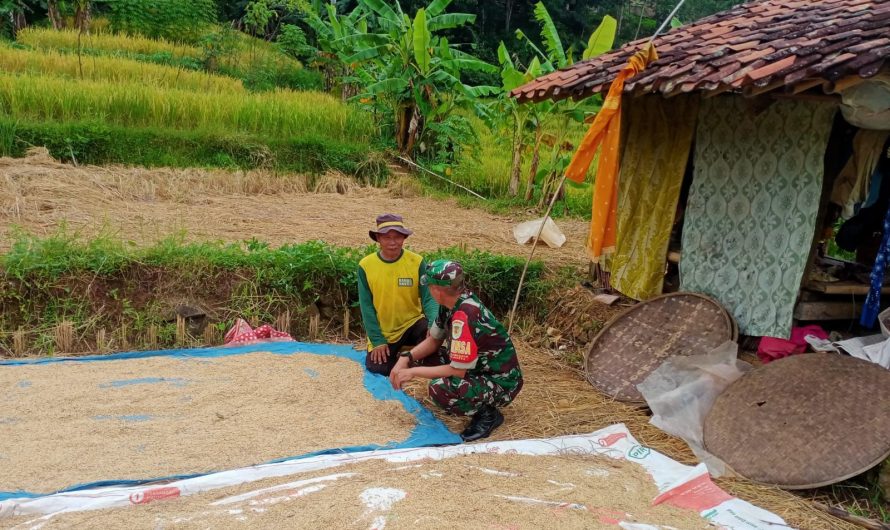 Babinsa Koramil 1311/Rajadesa Laksanakan Komsos dengan Petani