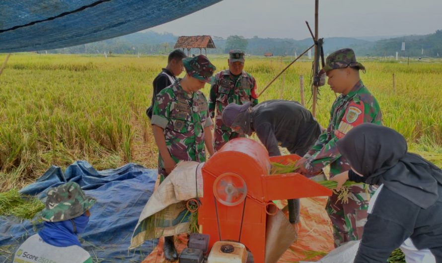 Danramil 1312 Cisaga Pimpin Panen Bersama Pok Tani Karysari 1