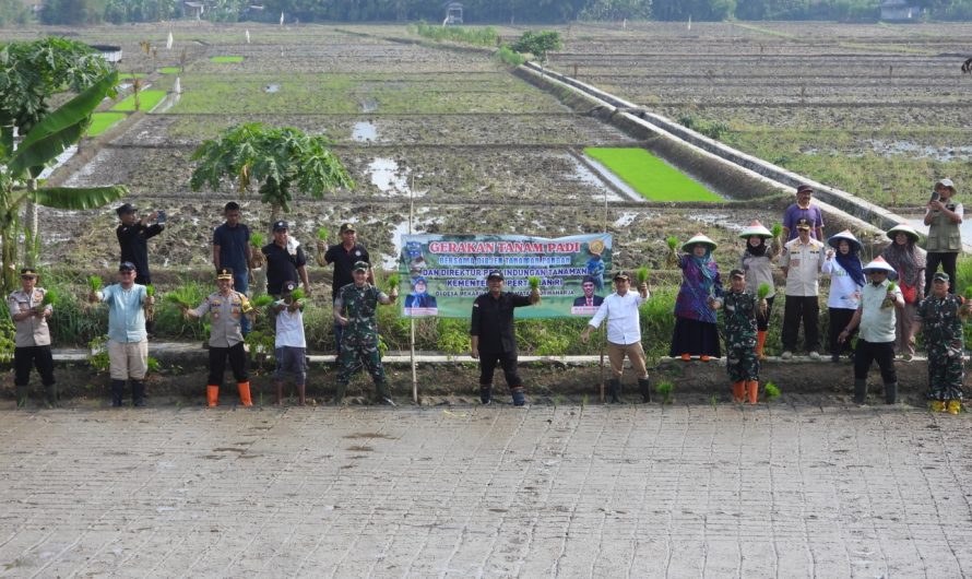 Dandim Ciamis & Forkopimda Kota Banjar gelar “Gerakan Tanam padi” bersama Dirjen Ketahanan Pangan
