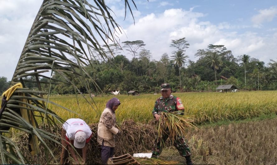 Serma Haryono Babinsa Koramil 1312/Cisaga laksanakan pendampingan & berikan semangat  petani untuk lebih giat menanam padi