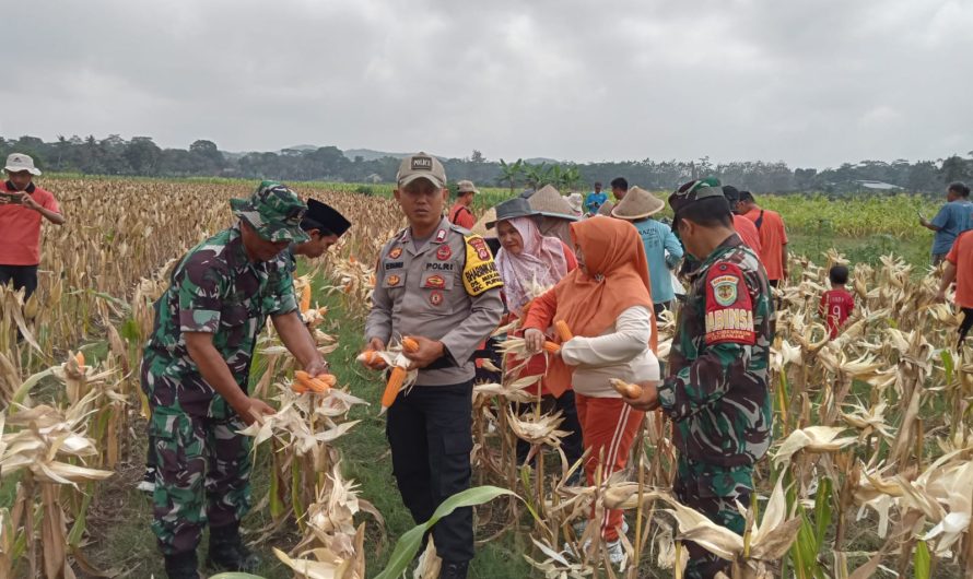 Dukung Program Ketahanan Pangan, Danposramil Purwaharja Hadiri Panen Raya Jagung Hibrida