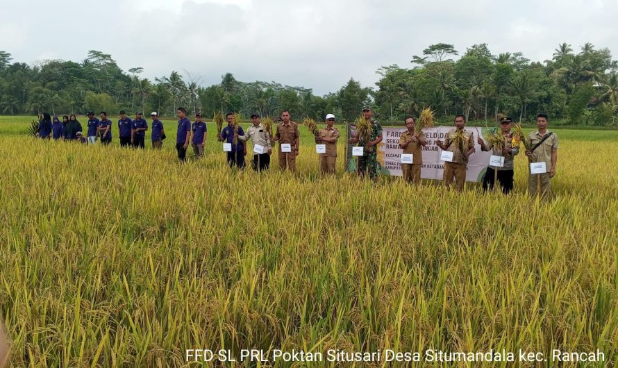 Kompak dalam kegiatan Farmer Field Day, Babinsa hadir bersama Kelompok Tani Situsari Rancah perdana panen padi