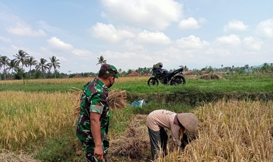 Wujud Nyata Pendampingan Di Bidang Pertanian, Babinsa Gunungcupu Bersama Petani Panen Padi