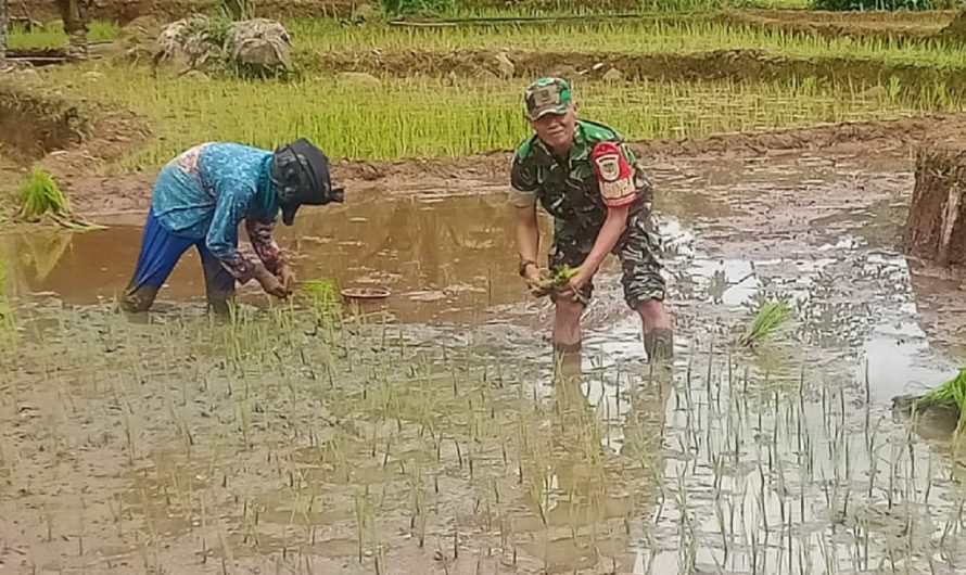 Tingkatkan Ketahanan Pangan Babinsa Koramil 1311/Rajadesa Bantu Tanam Padi
