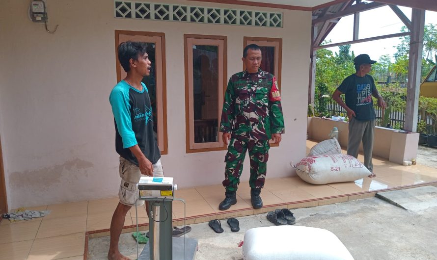 Babinsa Desa Balokang Dampingi Penyerapan Gabah Sebanyak 10,75 Ton oleh Bulog dan Distan Kota Banjar