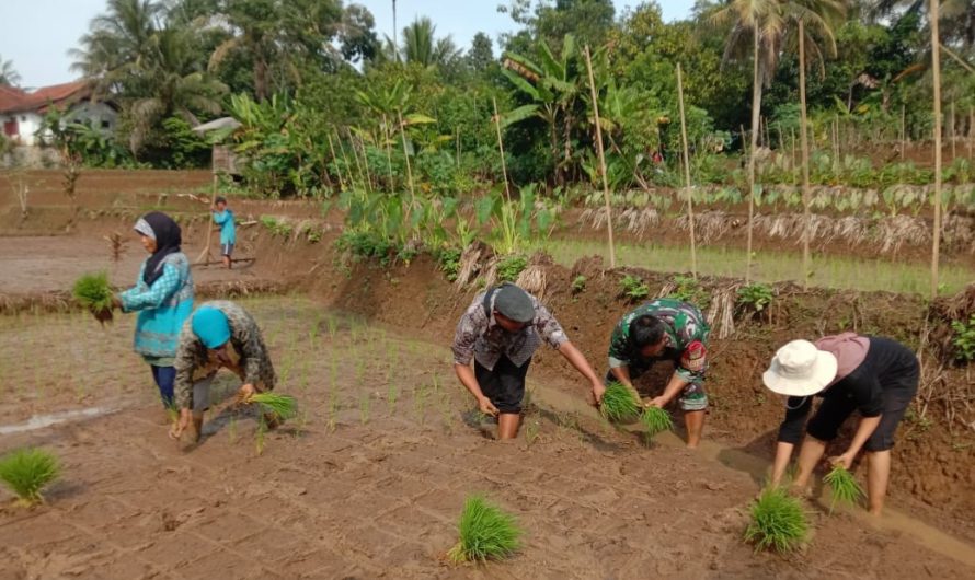 Peran Babinsa Dalam Pendampingan Tanam Padi Kepada Pok Tani