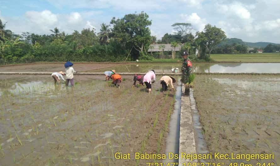 BABINSA REJASARI BANTU KELOMPOK TANI KARANGSARI TANAM PADI DI MUSIM TANAM KALI INI