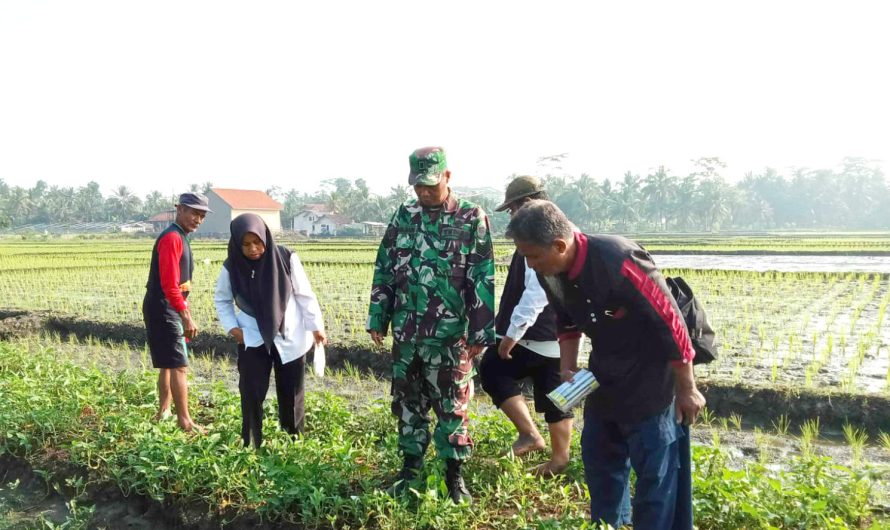 Cegah Gagal Panen, Babinsa Bantu Gerdal Hama Tikus
