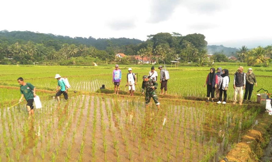 Gotong Royong Babinsa dan Petani Buniseuri Perangi Hama Wereng