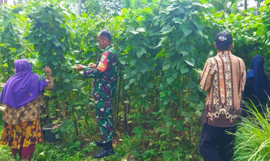 Panen Buncis Bersama Petani, Babinsa Wujudkan Kemanunggalan TNI-Rakyat