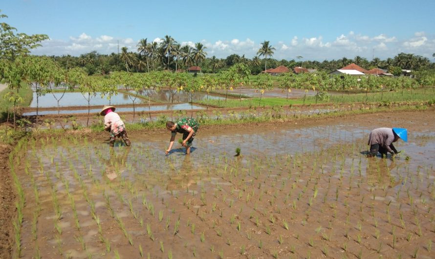 Babinsa Sukasenang Turun ke Sawah, Perkuat Ketahanan Pangan Lokal