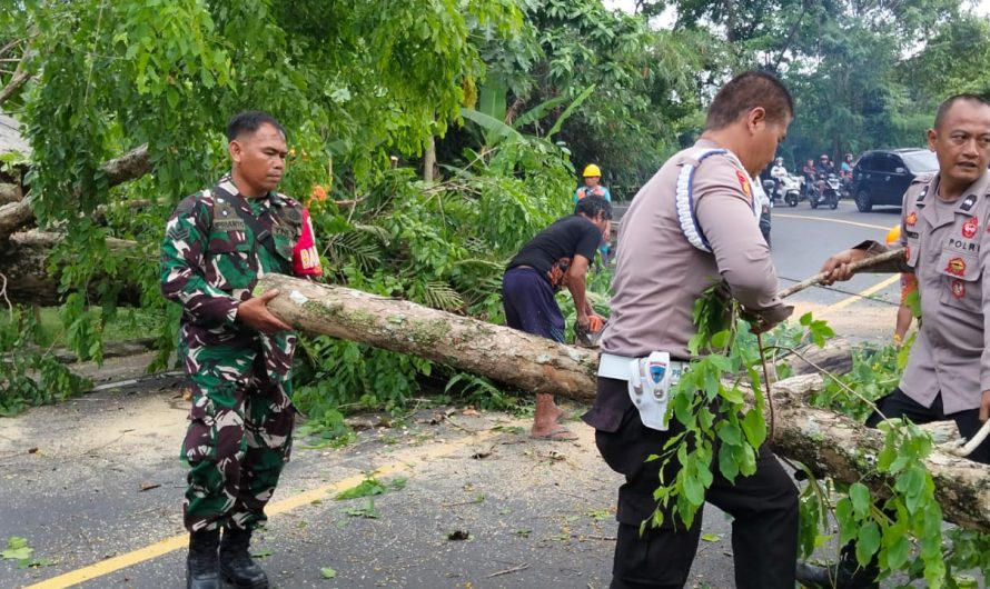 Sinergi TNI, Polri, dan BPBD Kota Banjar Tangani Pohon Tumbang di Ruas Jalan Raya Banjar–Pangandaran